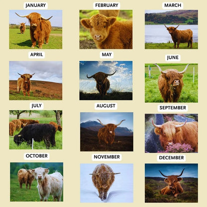 Highland Cow Wall Calendar 2026 🐮📅