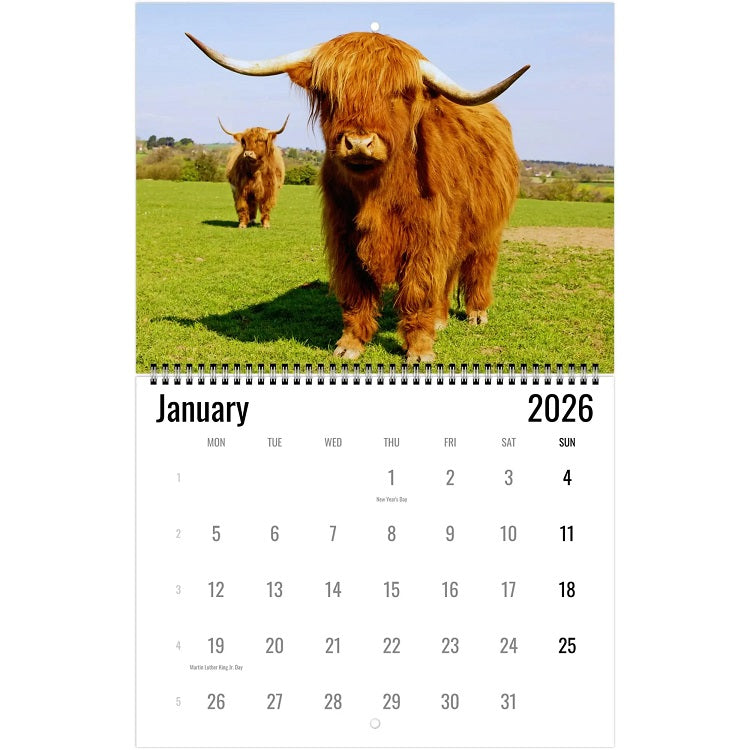 Highland Cow Wall Calendar 2026 🐮📅