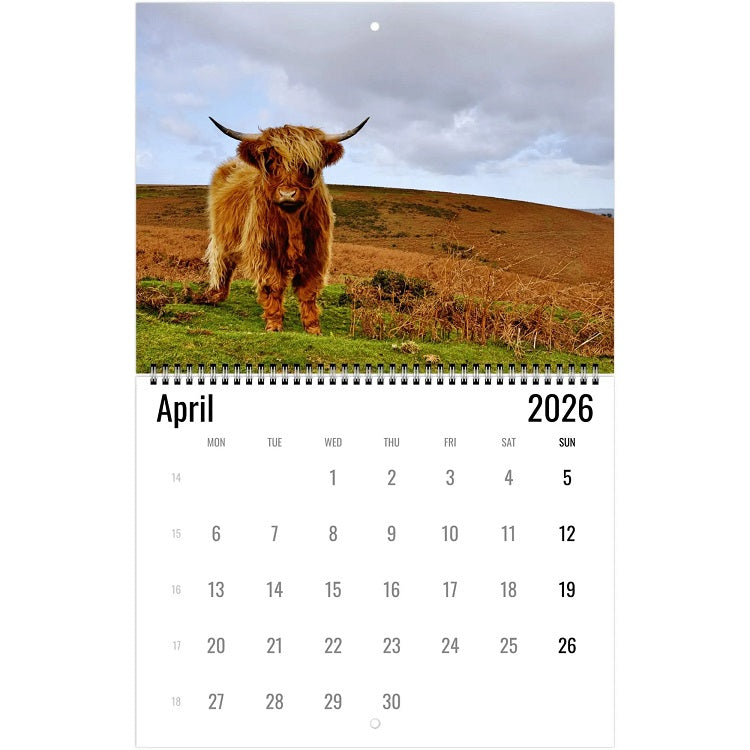 Highland Cow Wall Calendar 2026 🐮📅